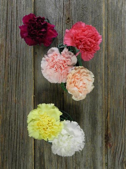 ASSORTED CARNATIONS